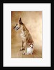 Papillon and Great Dane by Anonymous