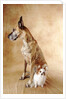 Papillon and Great Dane by Corbis