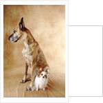 Papillon and Great Dane by Anonymous