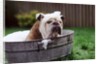 Bulldog Bathing In Washtub by Anonymous