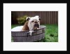 Bulldog Bathing In Washtub by Anonymous
