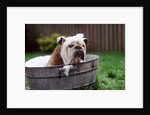 Bulldog Bathing In Washtub by Anonymous