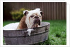 Bulldog Bathing In Washtub by Anonymous