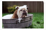 Bulldog Bathing In Washtub by Anonymous