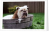 Bulldog Bathing In Washtub by Anonymous