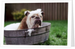 Bulldog Bathing In Washtub by Anonymous