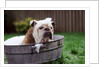 Bulldog Bathing In Washtub by Anonymous