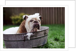 Bulldog Bathing In Washtub by Anonymous