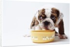 Bulldog Puppy Looking Up From His Bowl by Corbis