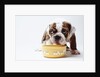 Bulldog Puppy Looking Up From His Bowl by Corbis