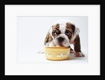 Bulldog Puppy Looking Up From His Bowl by Corbis