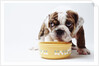 Bulldog Puppy Looking Up From His Bowl by Corbis