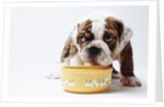 Bulldog Puppy Looking Up From His Bowl by Anonymous