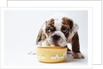 Bulldog Puppy Looking Up From His Bowl by Corbis