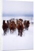 Herd of Horses Running by Anonymous