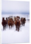 Herd of Horses Running by Anonymous