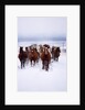 Herd of Horses Running by Anonymous