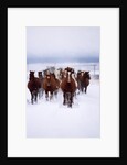 Herd of Horses Running by Anonymous
