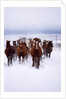 Herd of Horses Running by Anonymous