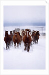 Herd of Horses Running by Anonymous