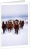 Herd of Horses Running by Anonymous