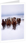 Herd of Horses Running by Anonymous