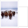 Herd of Horses Running by Anonymous
