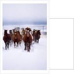 Herd of Horses Running by Anonymous