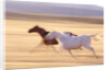 Horses Running by Anonymous