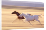Horses Running by Anonymous
