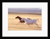 Horses Running by Anonymous