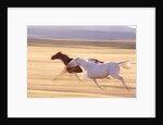 Horses Running by Anonymous