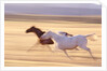 Horses Running by Anonymous