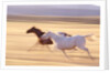 Horses Running by Anonymous