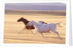 Horses Running by Anonymous
