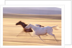 Horses Running by Anonymous