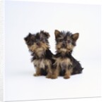 Pair of Yorkshire Terrier Puppies by Anonymous