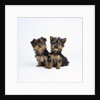 Pair of Yorkshire Terrier Puppies by Anonymous