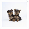 Pair of Yorkshire Terrier Puppies by Anonymous