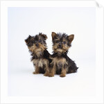 Pair of Yorkshire Terrier Puppies by Anonymous