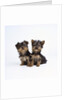 Pair of Yorkshire Terrier Puppies by Anonymous