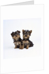 Pair of Yorkshire Terrier Puppies by Anonymous