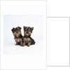 Pair of Yorkshire Terrier Puppies by Anonymous
