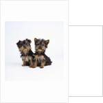 Pair of Yorkshire Terrier Puppies by Anonymous