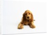 Cocker Spaniel Puppy by Anonymous