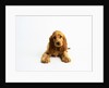Cocker Spaniel Puppy by Anonymous