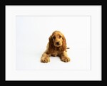 Cocker Spaniel Puppy by Anonymous