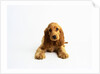 Cocker Spaniel Puppy by Anonymous