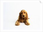 Cocker Spaniel Puppy by Anonymous