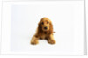 Cocker Spaniel Puppy by Anonymous